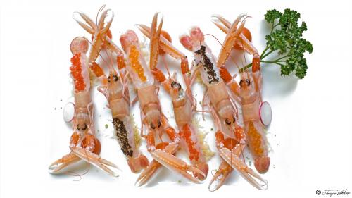 scampi 04